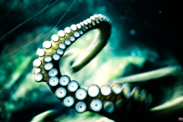 Kraken cc зеркало kr2web in